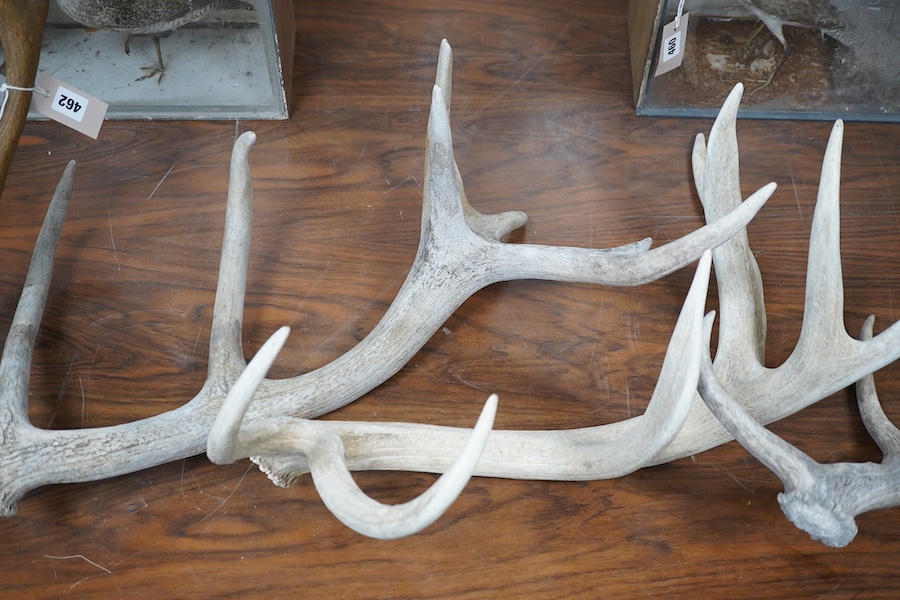 Four stag / moose antlers, pair on shield shaped mount, approximately 70cm high. Condition - fair
